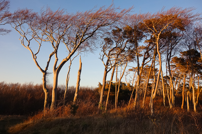 Fotograf-Zingst-21